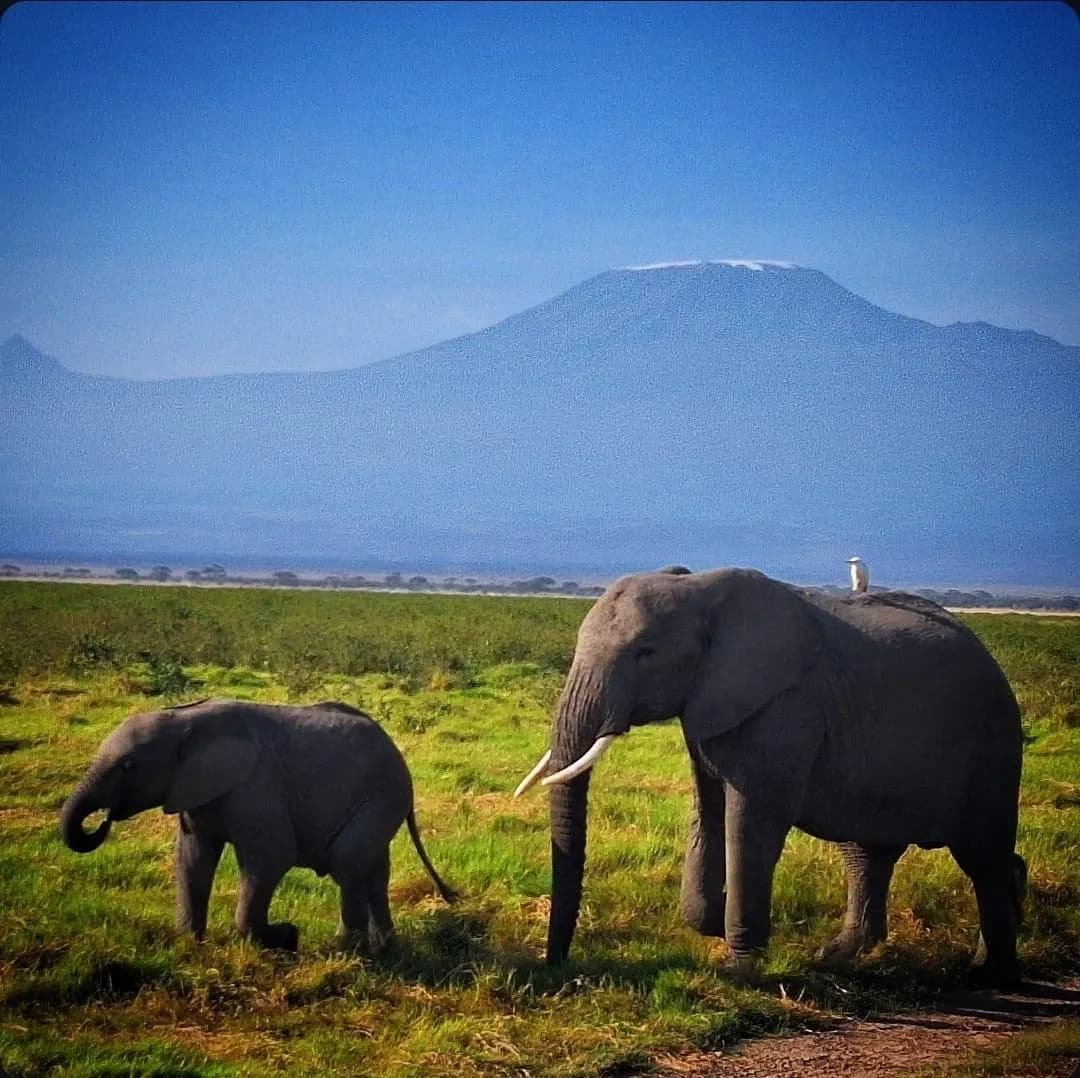 3 Days Tsavo East & Amboseli